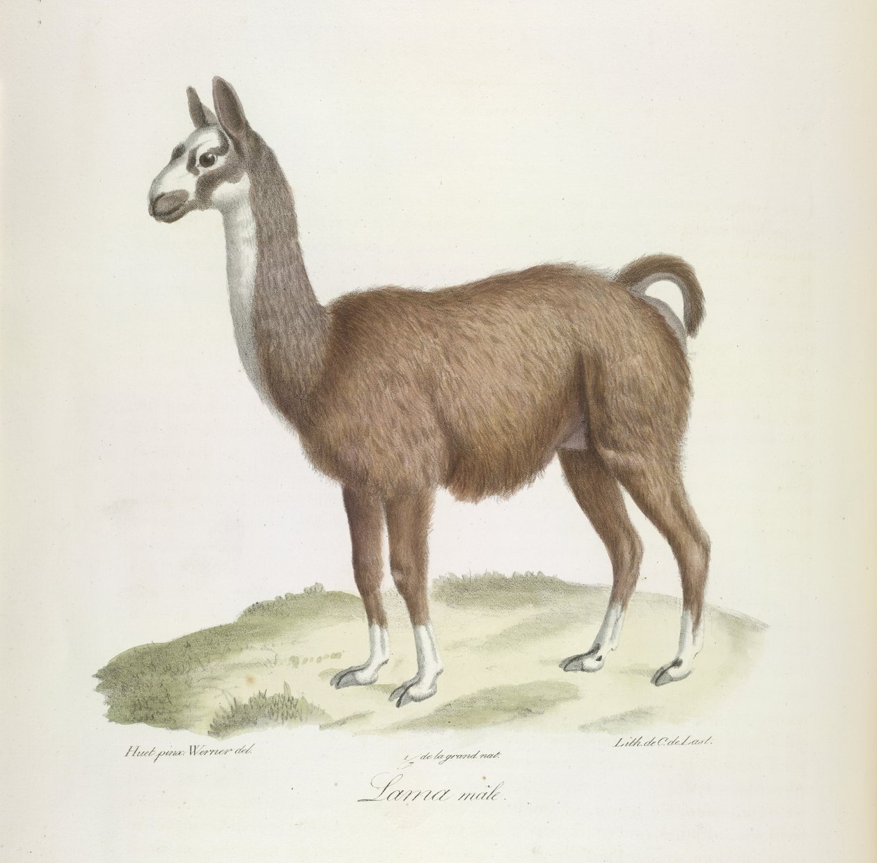 Hím láma, az emlősök természetrajzából (színes litho) alkotó: French School