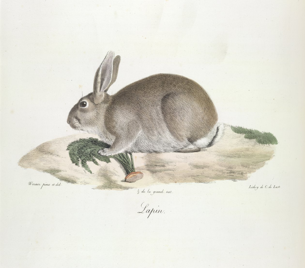 Nyúl, nyúl, az emlősök természetrajzából (színes litho) alkotó: French School