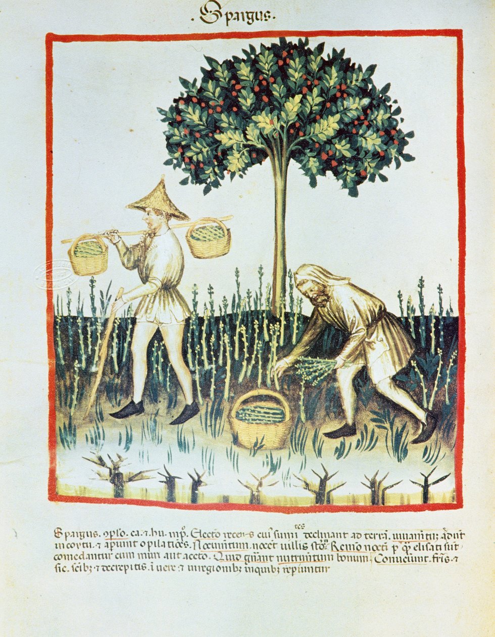 Lat. 9333 folio 23v "Spargus" (spárgaszedők) a Tacuinum sanitatisból, Ibn Butlán (pergamen) alkotó: French School