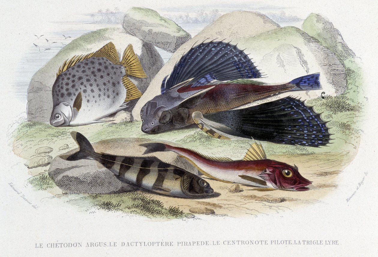 A chatodon argus, a tyloptera pirapede, a centronote pilóta, a trigle líra - Lacépède „Histoire Naturelle” című művében, szerk. Veurne, Párizs alkotó: French School