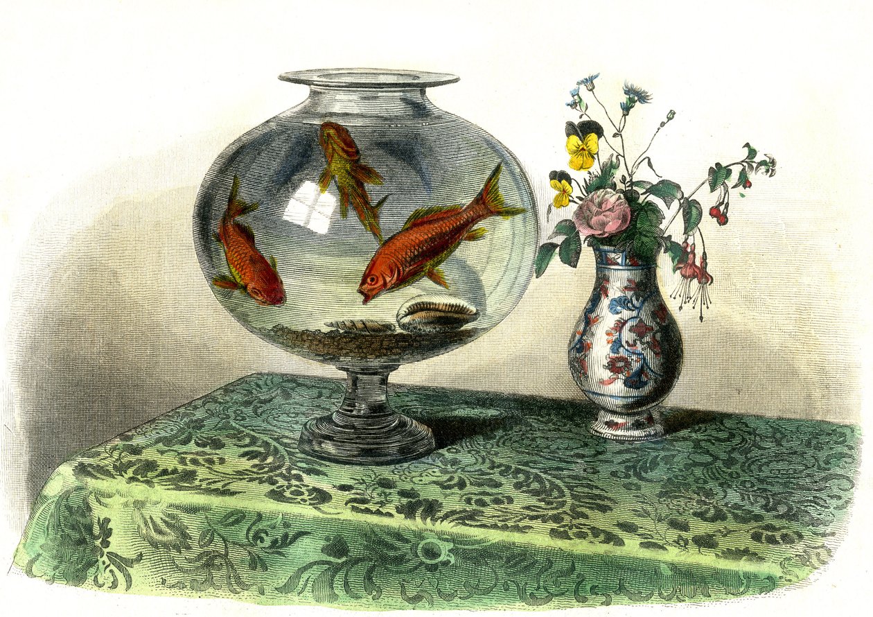 Az aranyciprus (Cyprinus Auratus) – Bernard Germain de Lacepede (1856-1925) által a Histoire Naturelle-ből kivont lemez, P.Furme kiadás, Párizs alkotó: French School