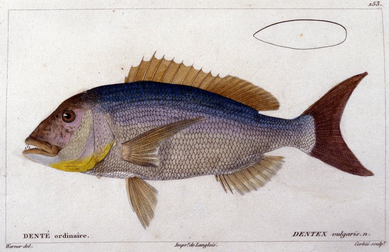 Dentex Cuvier "Histoire naturelle des poissons" című művéből, Valenciennes, Párizs alkotó: French School