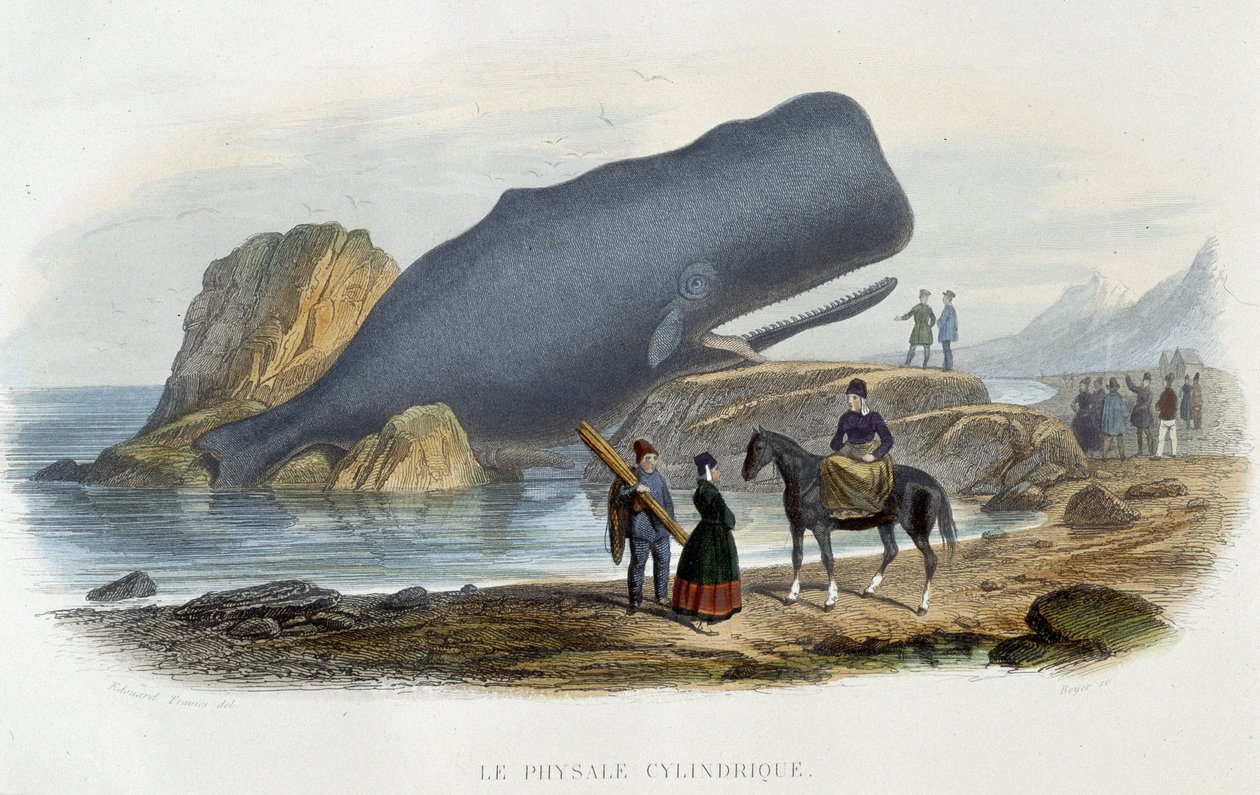 A hengeres fizál (bálna megszállt) - Alfred Fredol, Hachette, Párizs "" Le monde de la mer" című könyvében alkotó: French School