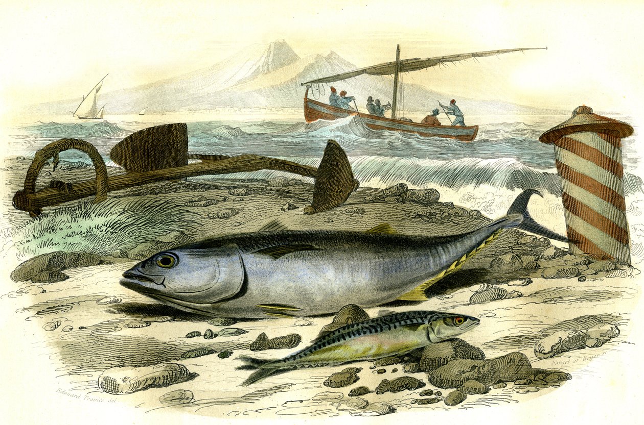 Le thon (Scomber Thynnus), le mackereau (Scomber Scobrus) – Bernard Germain de Lacepede (1856-1925) által a Histoire Naturelle-ből kivont lemez, P.Furme kiadás, Párizs alkotó: French School