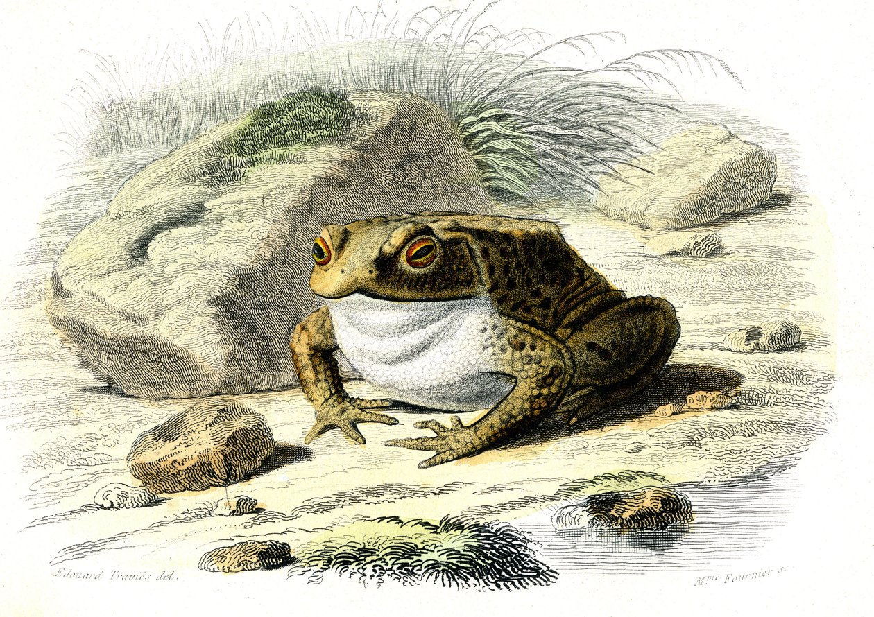 Le varangy (Bufo vulgaris) – Bernard Germain de Lacepede (1856-1925) táblája természetrajzból, P.Furme kiadás, Párizs alkotó: French School