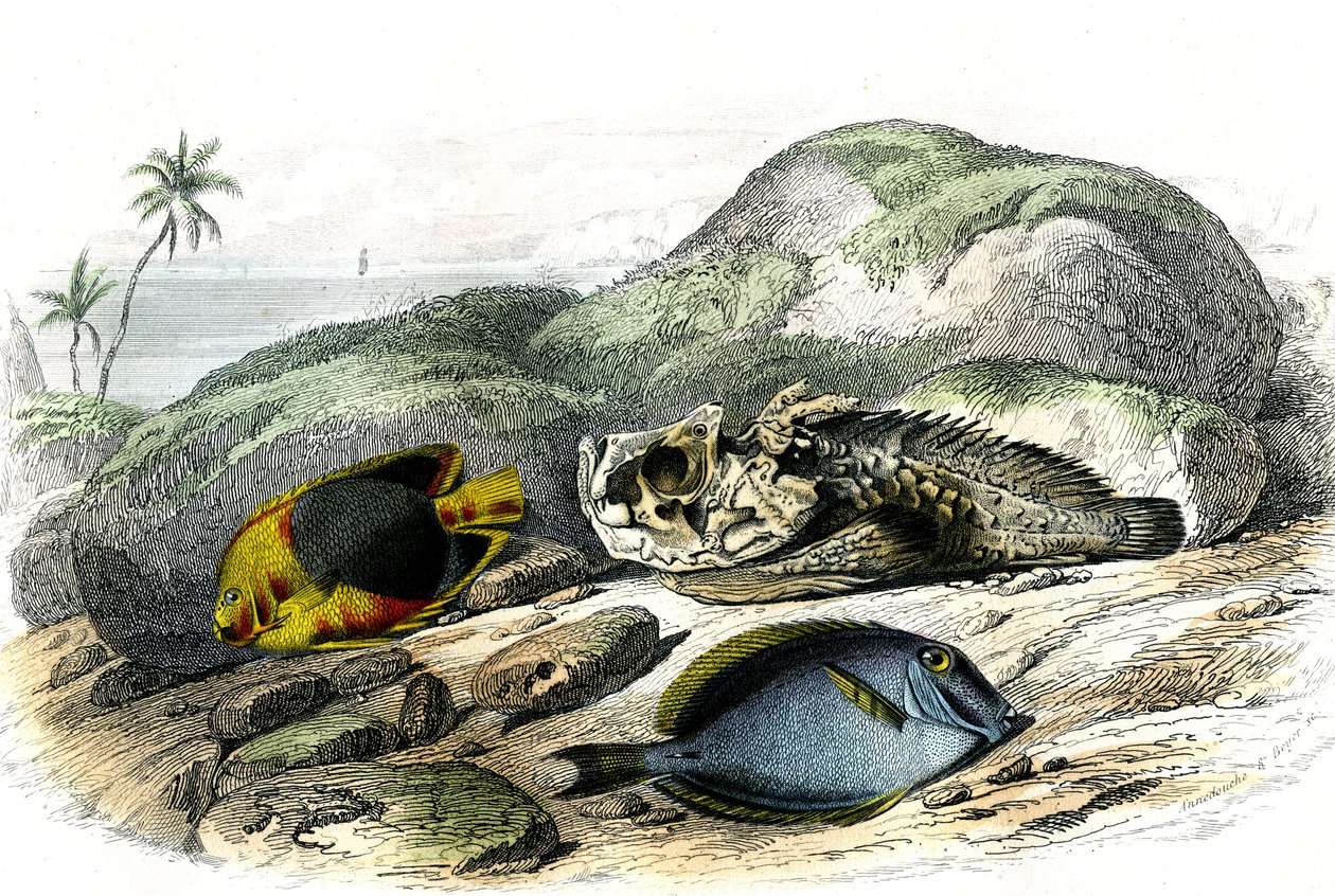 A trikolor (Holocanthus tricolor), a borzalmas és a balek (Acanthurus Surgery) – Bernard Germain de Lacepede (1856-1925) által a Histoire Naturelle-ből kivont lemez, P.Furme kiadás, Párizs alkotó: French School