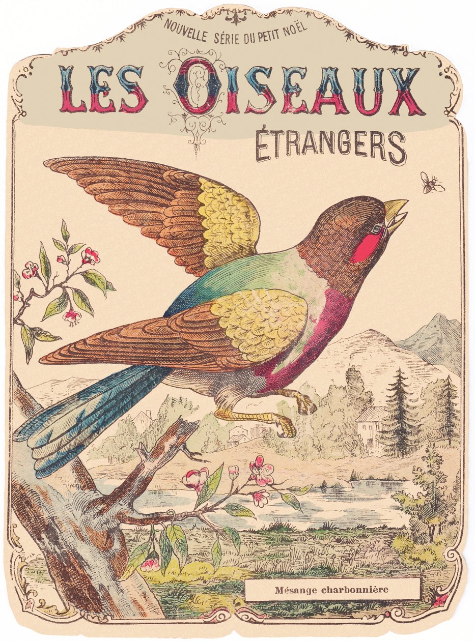 Les Oiseaux Étrangers: lemezborító. Charbonnière mesange., 19. század vége (nyomtatás) alkotó: French School