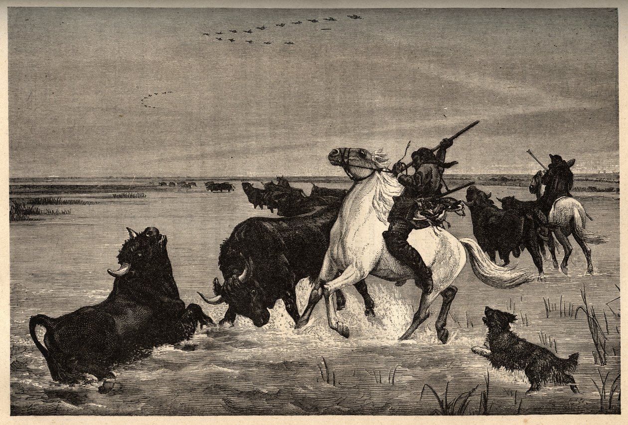 A camargue ökrei (szarvasmarhafajta) a vayson festménye után - vésés „” PATRIE” - vésés „” PATILE”” - LEÍRÁS PINTUREQUIRESSE DE LA FRANCE 6 KÖTETÉSBEN LUCIEN HUARD - 19. század vége alkotó: French School