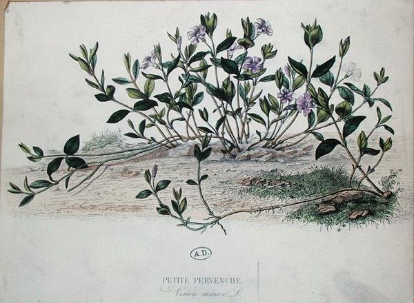 Kis sziklák vagy Vinca-moll (színes metszet) alkotó: French School