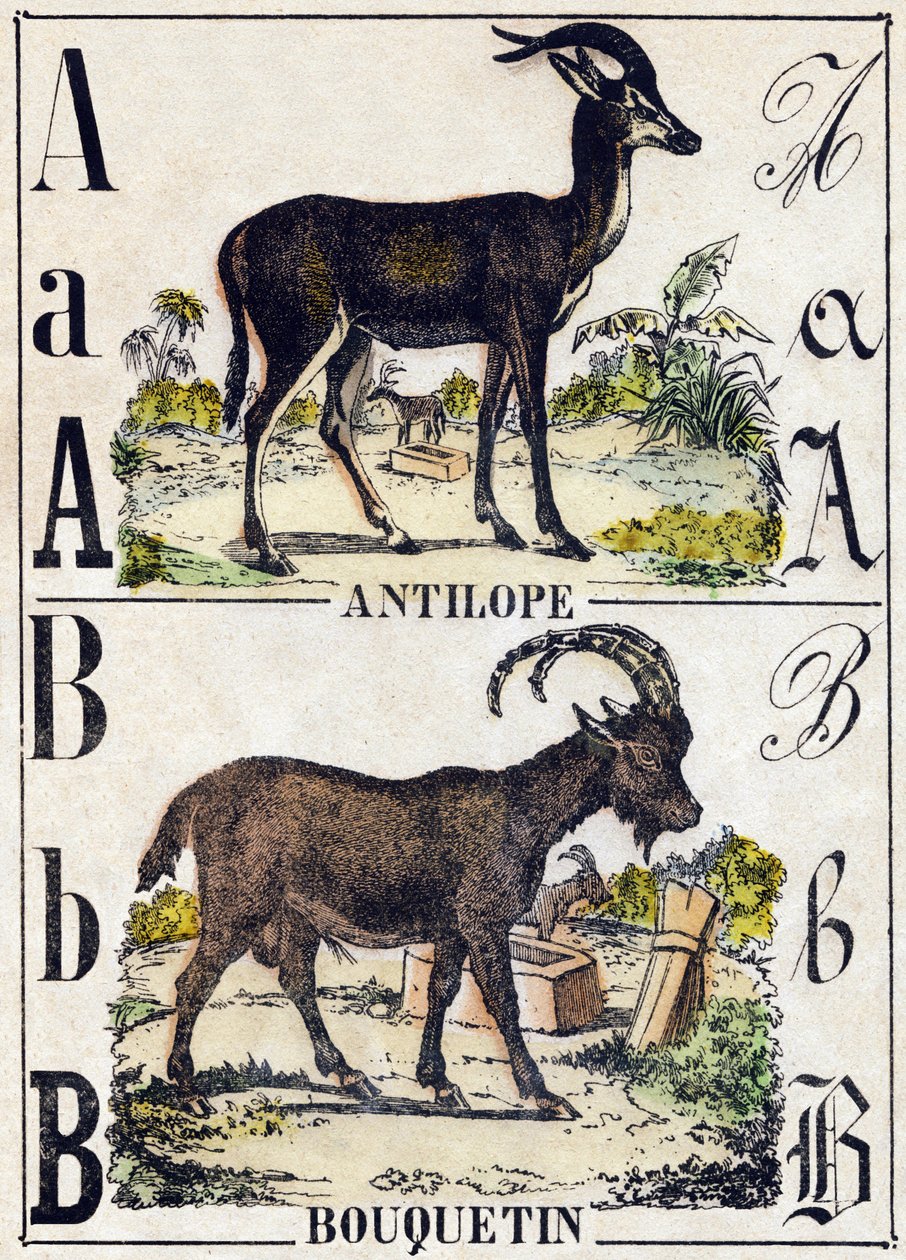 A betű antilop; B Kecskebak. Metszet: „Alphabet des animaux sauvages””. 9. sorozat. Epinal, Pellerin, nyomdász-kiadó képei, 1870 körül. Metszetek fára, stencilezett. 16 oldal. Mérete: 20 x 15 cm. Magángyűjtemény alkotó: French School