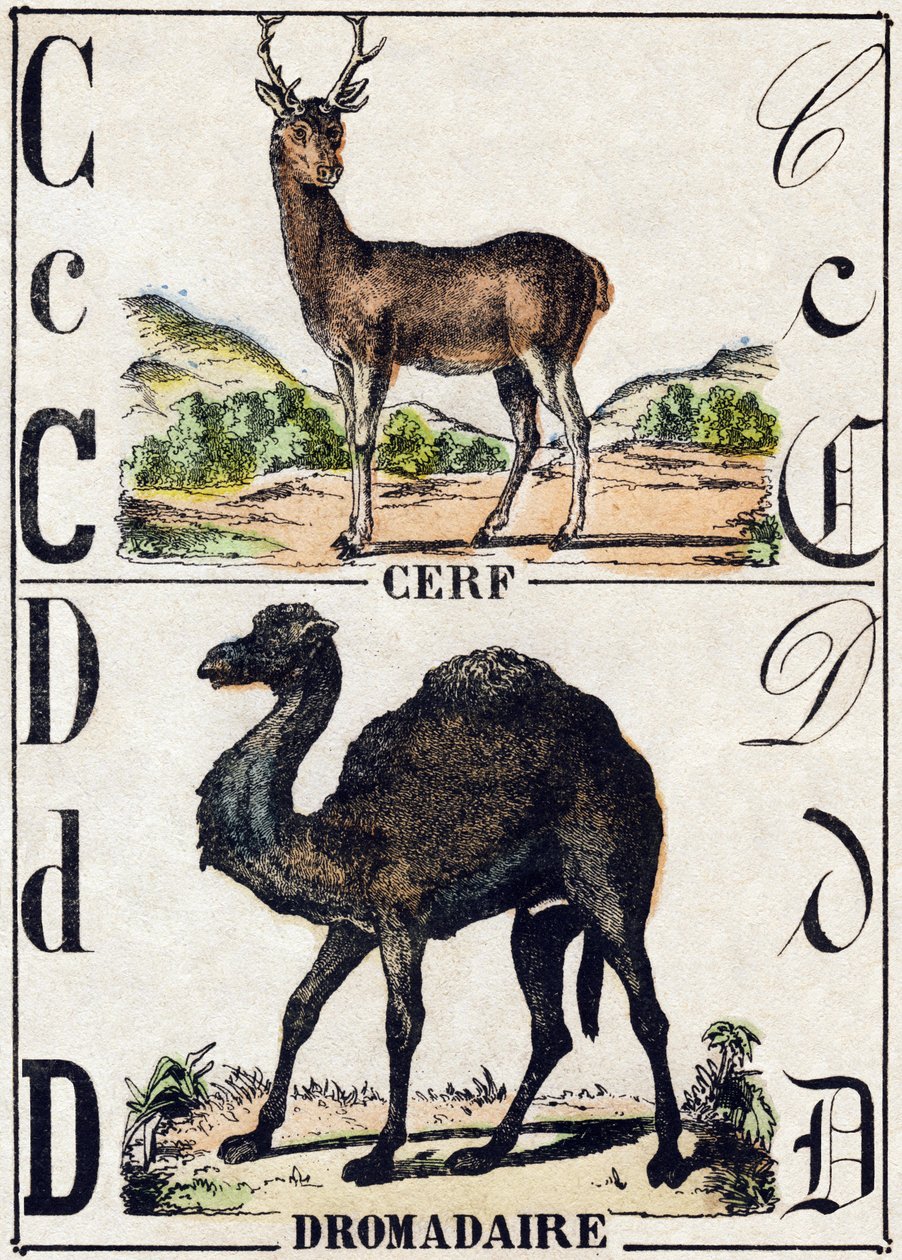 C betű Szarvas; D Dromedár. Metszet: „Alphabet des animaux sauvages””. 9. sorozat. Epinal, Pellerin, nyomdász-kiadó képei, 1870 körül. Metszetek fára, stencilezett. 16 oldal. Mérete: 20 x 15 cm. Magángyűjtemény alkotó: French School