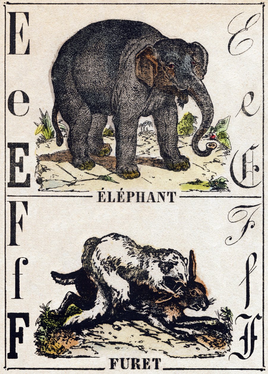 E betű Elefánt; F Görény. Metszet: „Alphabet des animaux sauvages””. 9. sorozat. Epinal, Pellerin, nyomdász-kiadó képei, 1870 körül. Metszetek fára, stencilezett. 16 oldal. Mérete: 20 x 15 cm. Magángyűjtemény alkotó: French School