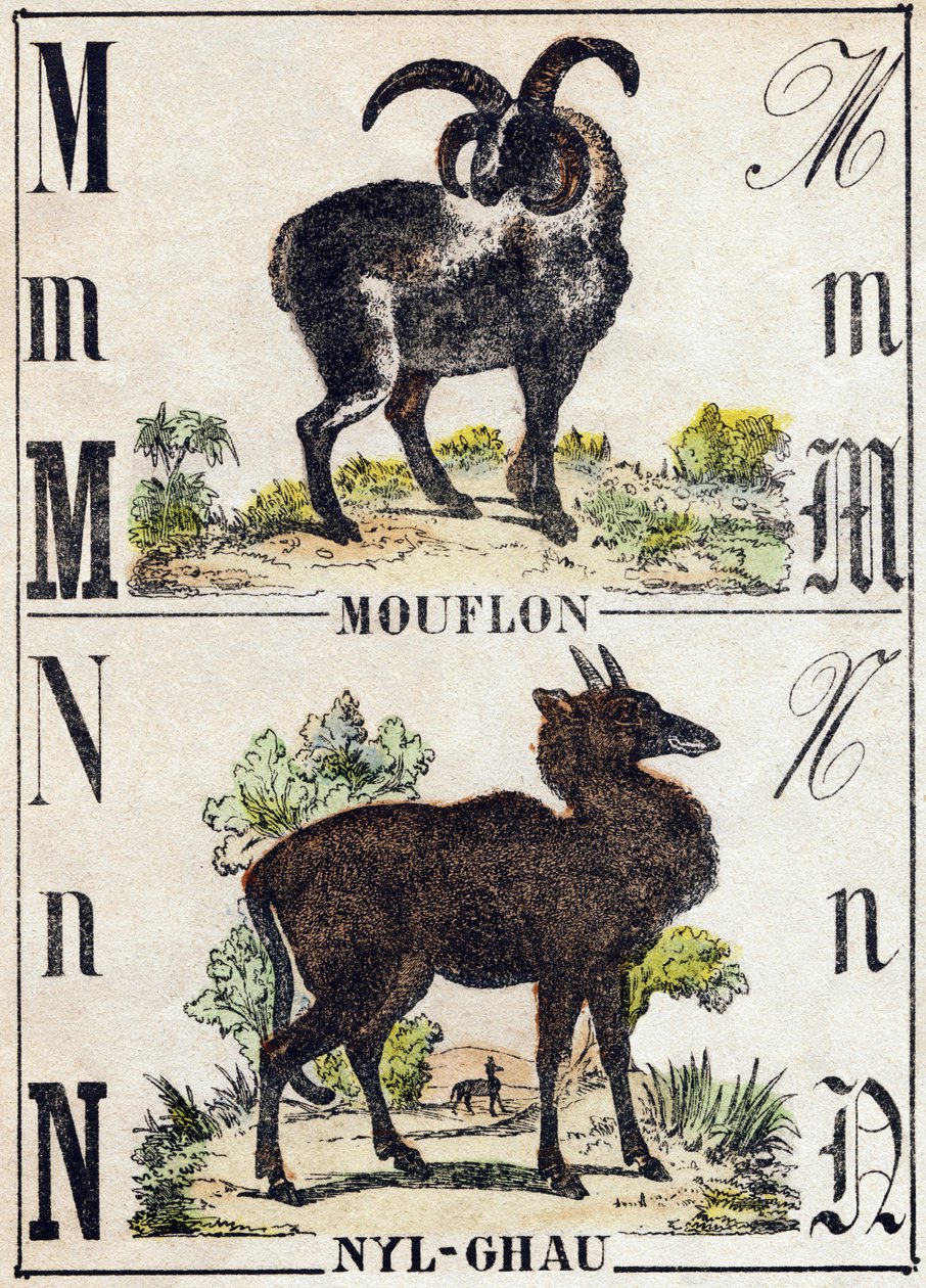 M betű Muflon; N Nyl-ghau (Nyl ghau). Metszet: „Alphabet des animaux sauvages””. 9. sorozat. Epinal, Pellerin, nyomdász-kiadó képei, 1870 körül. Metszetek fára, stencilezett. 16 oldal. Mérete: 20 x 15 cm. Magángyűjtemény alkotó: French School