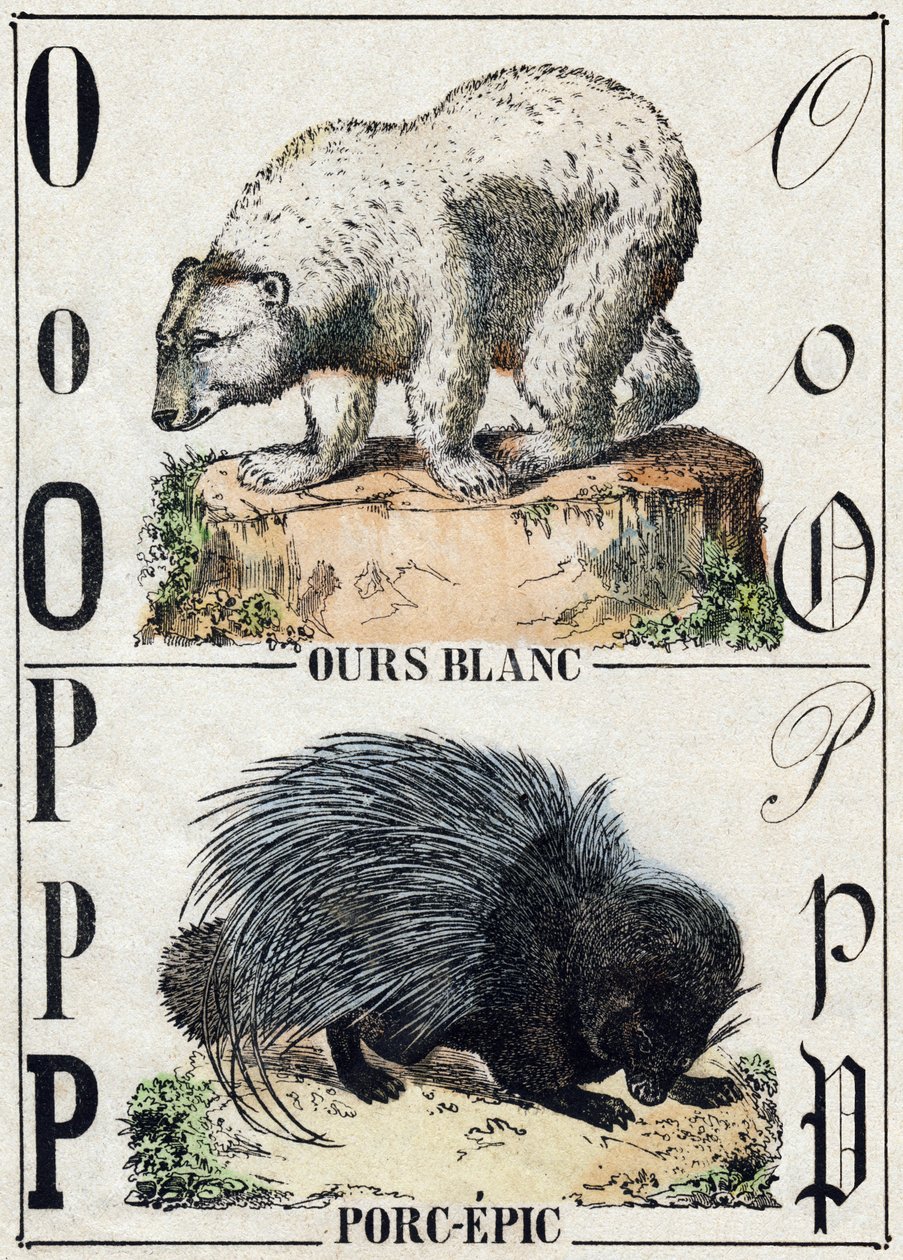 Betű O Medve; P Sertés-eposz (Pig epic). Metszet: „Alphabet des animaux sauvages””. 9. sorozat. Epinal, Pellerin, nyomdász-kiadó képei, 1870 körül. Metszetek fára, stencilezett. 16 oldal. Mérete: 20 x 15 cm. Magángyűjtemény alkotó: French School