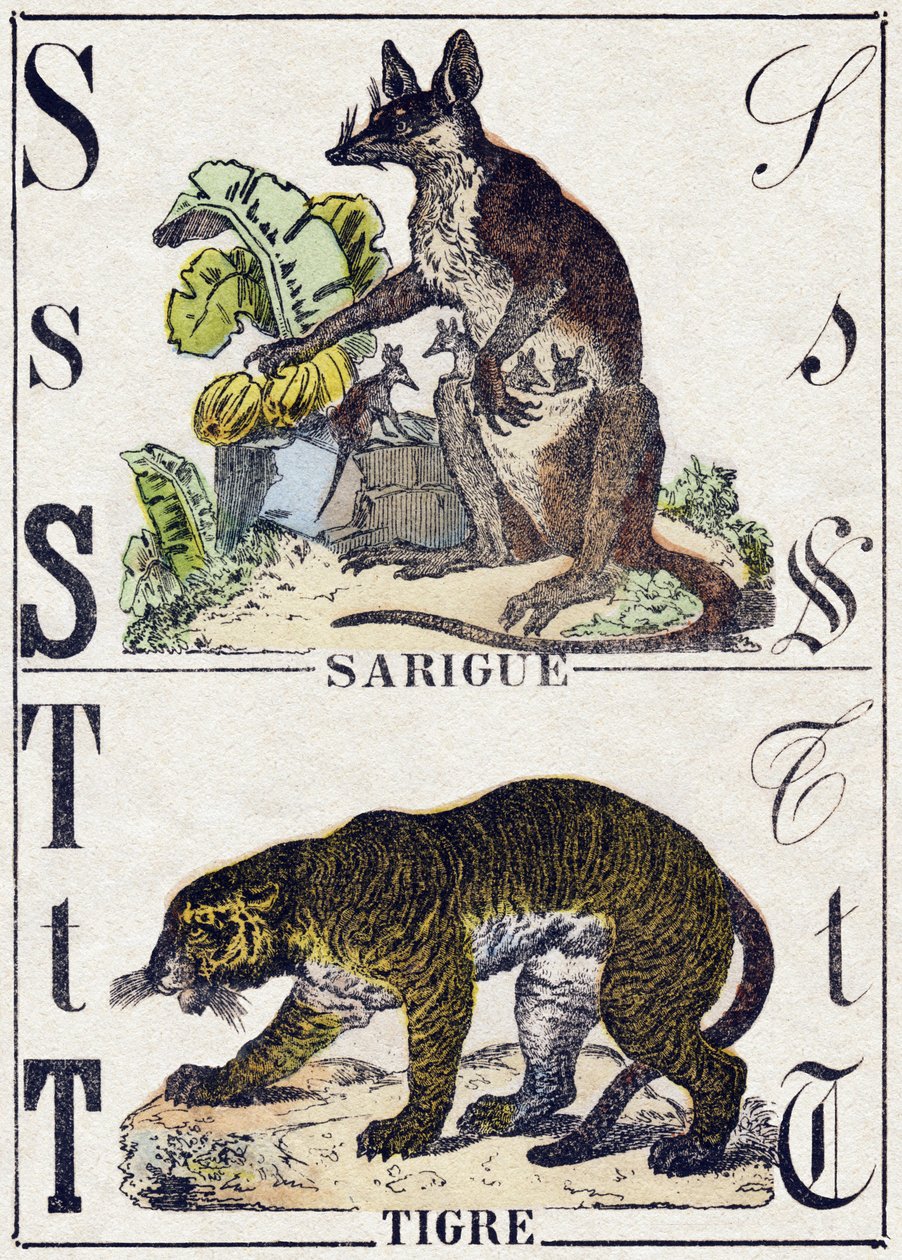 S betű Sarigue (Opossum); T Tigris. Metszet: „Alphabet des animaux sauvages””. 9. sorozat. Epinal, Pellerin, nyomdász-kiadó képei, 1870 körül. Metszetek fára, stencilezett. 16 oldal. Mérete: 20 x 15 cm. Magángyűjtemény alkotó: French School