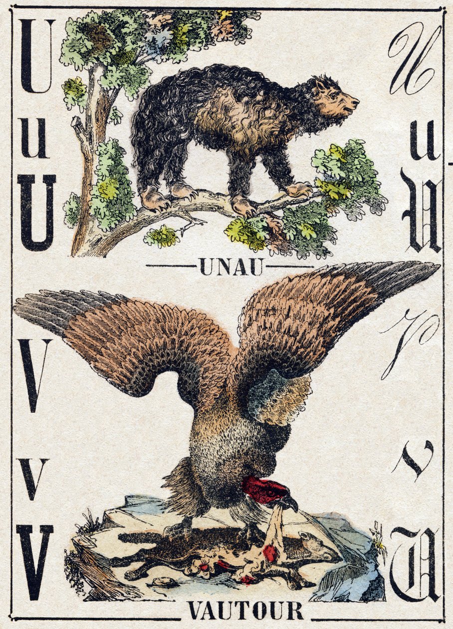 U betű Unau (lusta); V Vulture. Metszet: „Alphabet des animaux sauvages””. 9. sorozat. Epinal, Pellerin, nyomdász-kiadó képei, 1870 körül. Metszetek fára, stencilezett. 16 oldal. Mérete: 20 x 15 cm. Magángyűjtemény alkotó: French School