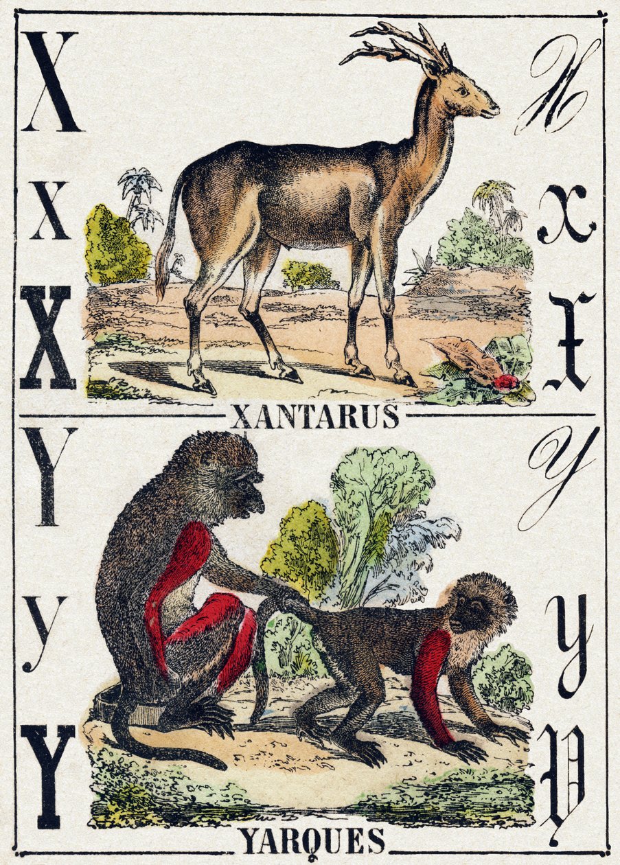 X levél Xantarus; Y Yarques. Metszet „Vadállatok ábécéjébe”. 9. sorozat. Epinal, Pellerin, nyomdász-kiadó képei, 1870 körül. Metszetek fára, stencilezett. 16 oldal. Mérete: 20 x 15 cm. Magángyűjtemény alkotó: French School