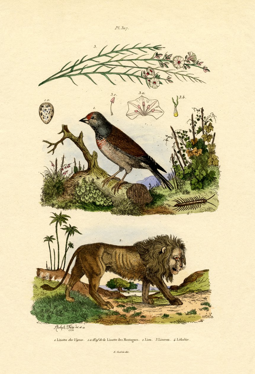 Linnet, 1833-39 alkotó: French School