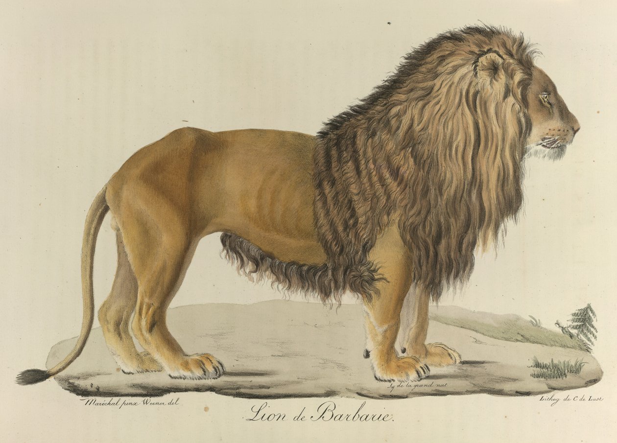Barbár oroszlán. Barbár oroszlán, az emlősök természettörténetéből (színes litho) alkotó: French School
