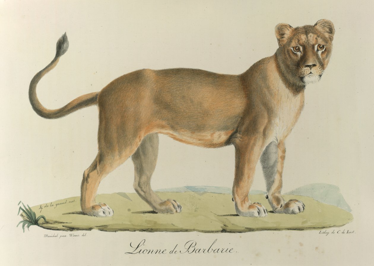Barbary Lionee. Barbár oroszlán, az emlősök természettörténetéből (színes litó) alkotó: French School