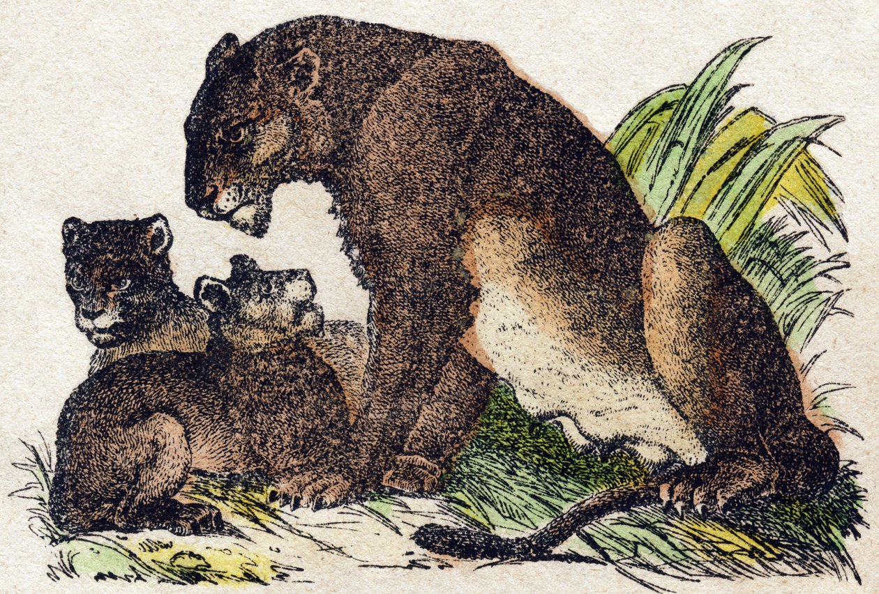 Nőstény oroszlán. Metszet: „Alphabet des animaux sauvages””. 9. sorozat. Epinal, Pellerin, nyomdász-kiadó képei, 1870 körül. Metszetek fára, stencilezett. 16 oldal. Mérete: 20 x 15 cm. Magángyűjtemény alkotó: French School