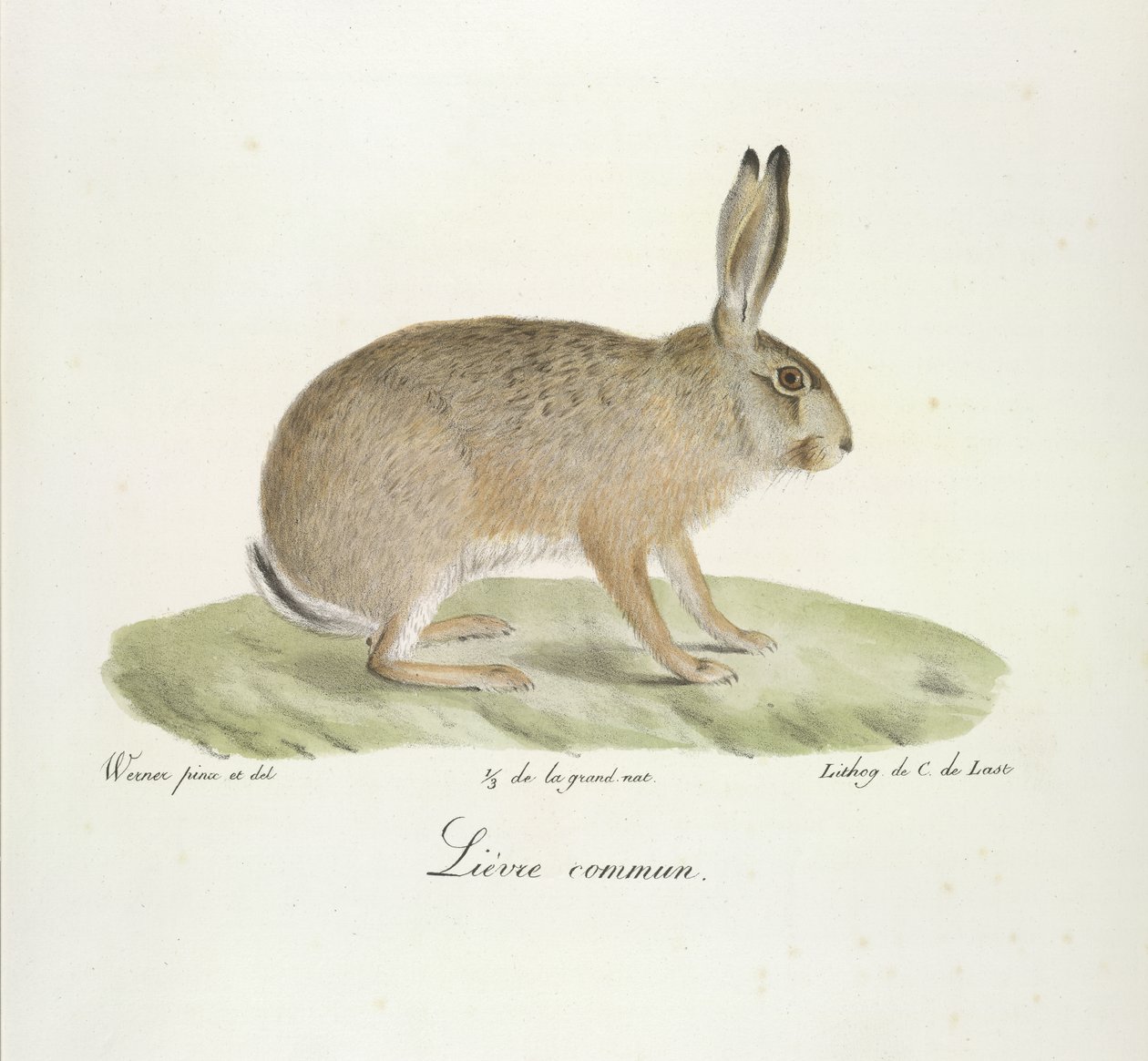 Közönséges nyúl, közönséges nyúl, az emlősök természetrajzából (színes litho) alkotó: French School