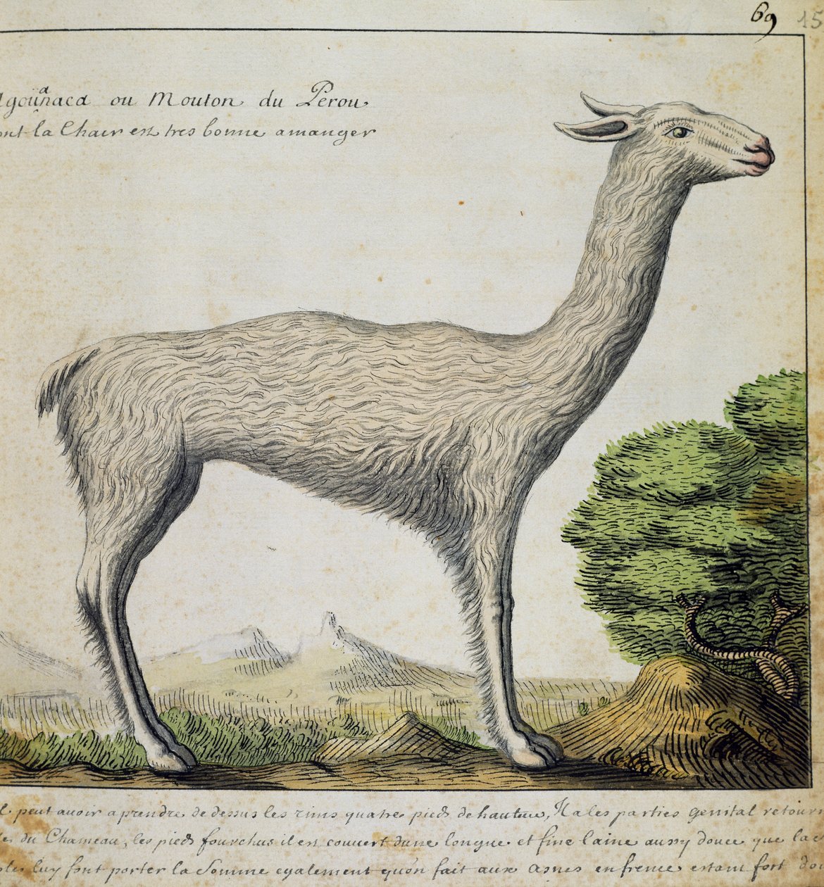 Llama, Peru, akvarell naplóból Jacques Gouin de Beauchesne (1652-1730), a Compagnie royale de la Mer du Sud kapitánya, 1698-1701, Franciaország alkotó: French School