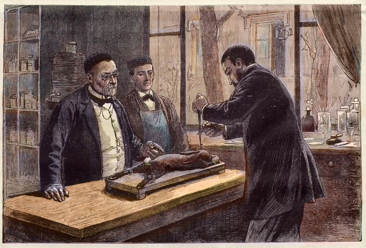 Louis Pasteur (1822-1895), francia kémikus és mikrobiológus, aki egy kloroformos nyúlon kísérletezett, miközben a veszettség gyógymódját kereste. alkotó: French School