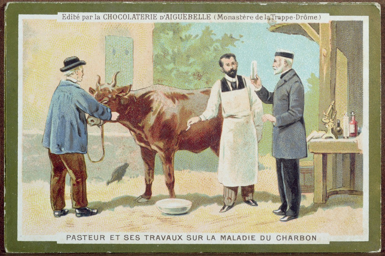 Louis Pasteur (1822-95) lépfenét vizsgál, a Chocolaterie dAiguebelle reklámkártyája alkotó: French School