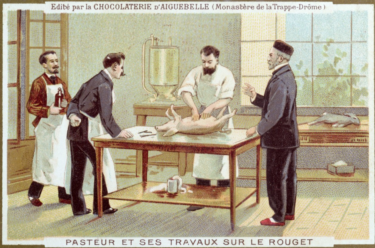 Louis Pasteur (1822-95) a kanyaró kivizsgálásán dolgozik, a Chocolaterie dAiguebelle reklámkártyája alkotó: French School