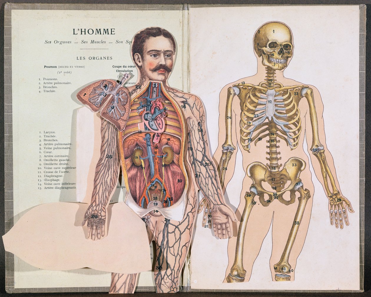 Az ember, szervei, izmai és csontváza az Anatomie Elementaire-ből, Dr. Lelievre alkotó: French School