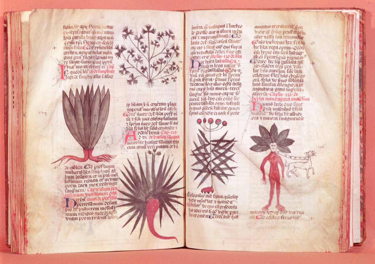 Mandragóra, Dioscorides szerződéséből (Kr. u. 40-c.90) alkotó: French School