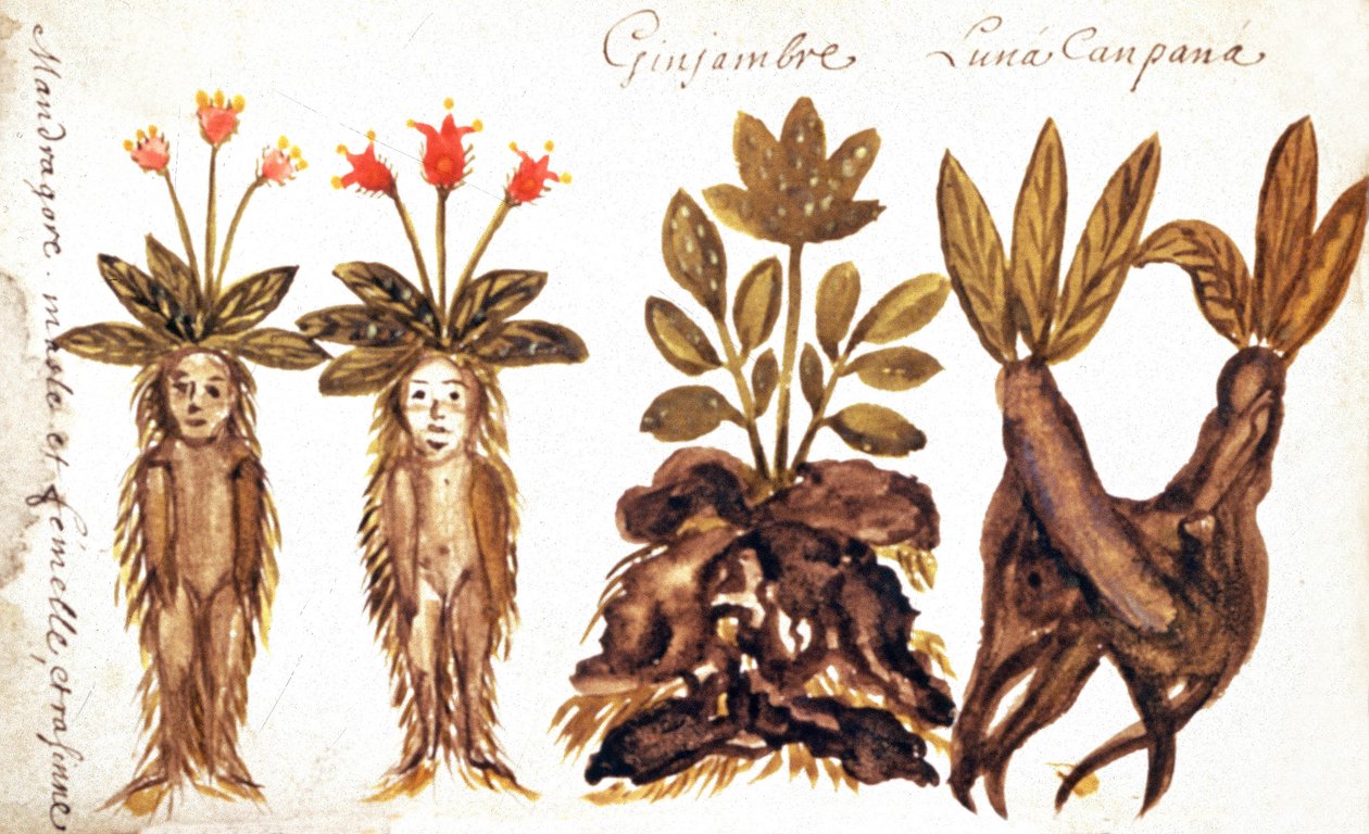 Mandragóra, gyömbér, Luna Campana alkotó: French School