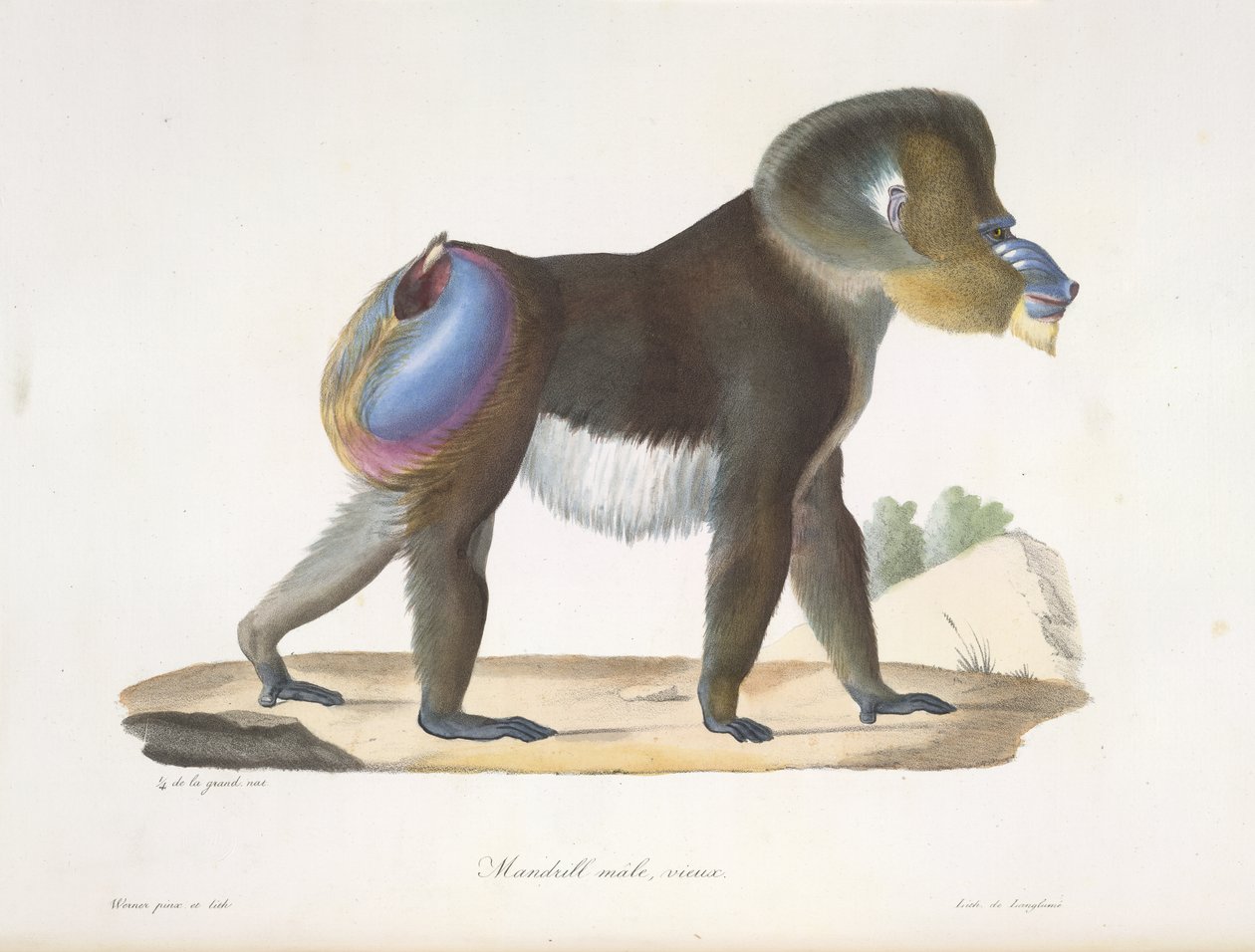 Mandrill, férfi, öreg. Egy régi mandrill pávián, az emlősök természetrajzából (színes litho) alkotó: French School