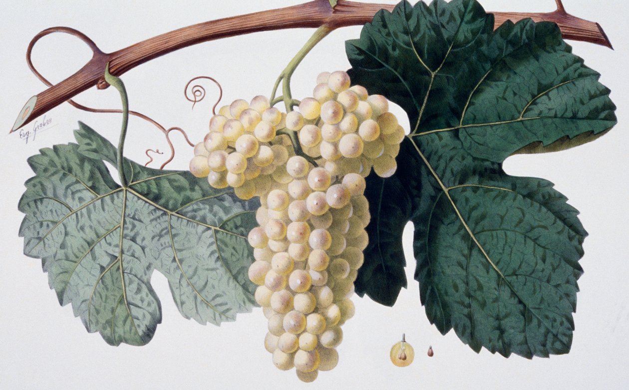 Marsanne szőlőfajta (Cotes du Rhone), ampelográfia alkotó: French School