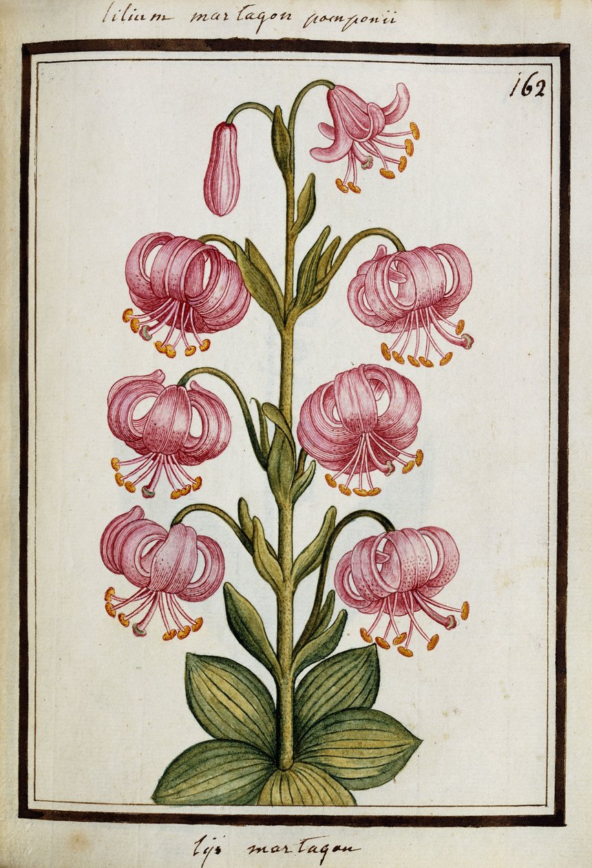 Martagon Lily, 1700 körül alkotó: French School