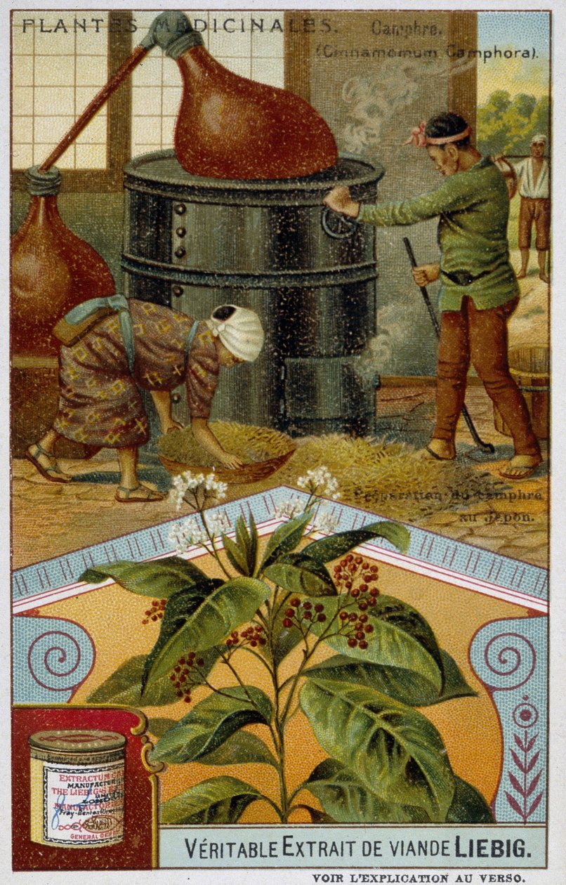 Gyógynövények: kámfor; kámfor készítése Japánban - Chromo Liébig, v.1900 alkotó: French School
