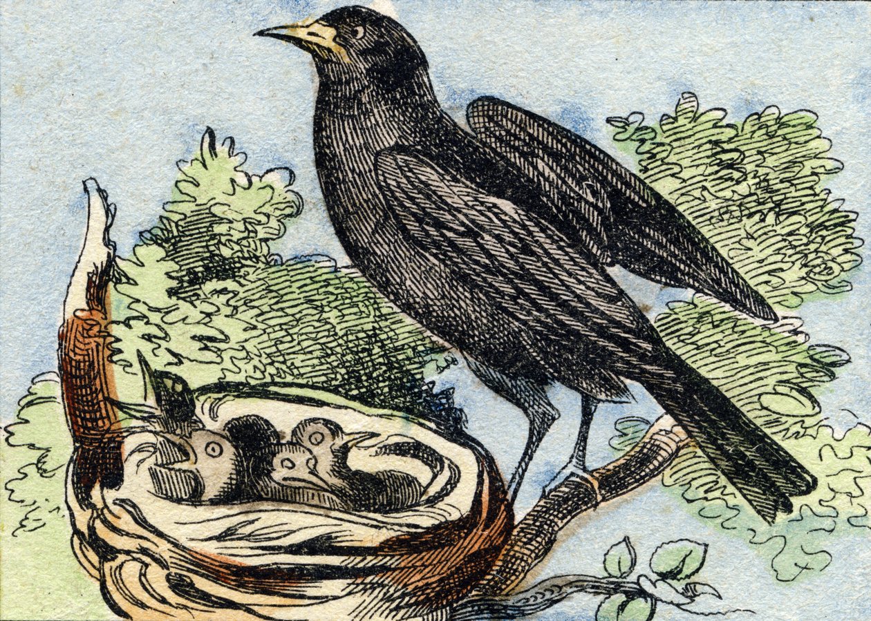 Merle. Metszet "Buffon Alphabet des Oiseaux n 2". 3. Serie N 2. Epinal képalkotása, Epinal, 19. század vége. 16 oldal. Mérete: 28x21 cm alkotó: French School