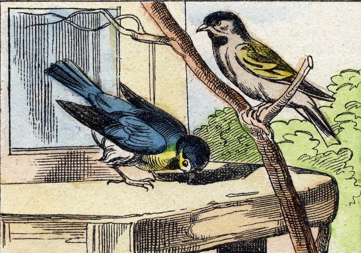 Üzenet. Metszet "Buffon Alphabet des Oiseaux n 1". 3. Serie N 1. Epinal képalkotása, Epinal, 19. század vége. 16 oldal. Mérete: 28x21 cm alkotó: French School