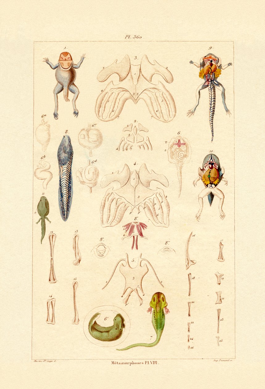 Metamorfózis alkotó: French School