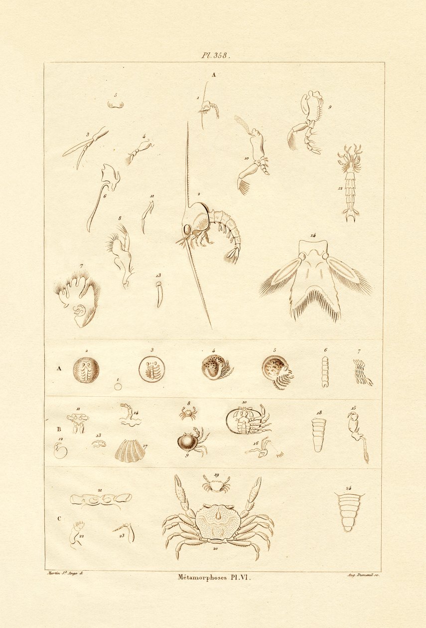 Metamorfózis, 1833-39 alkotó: French School
