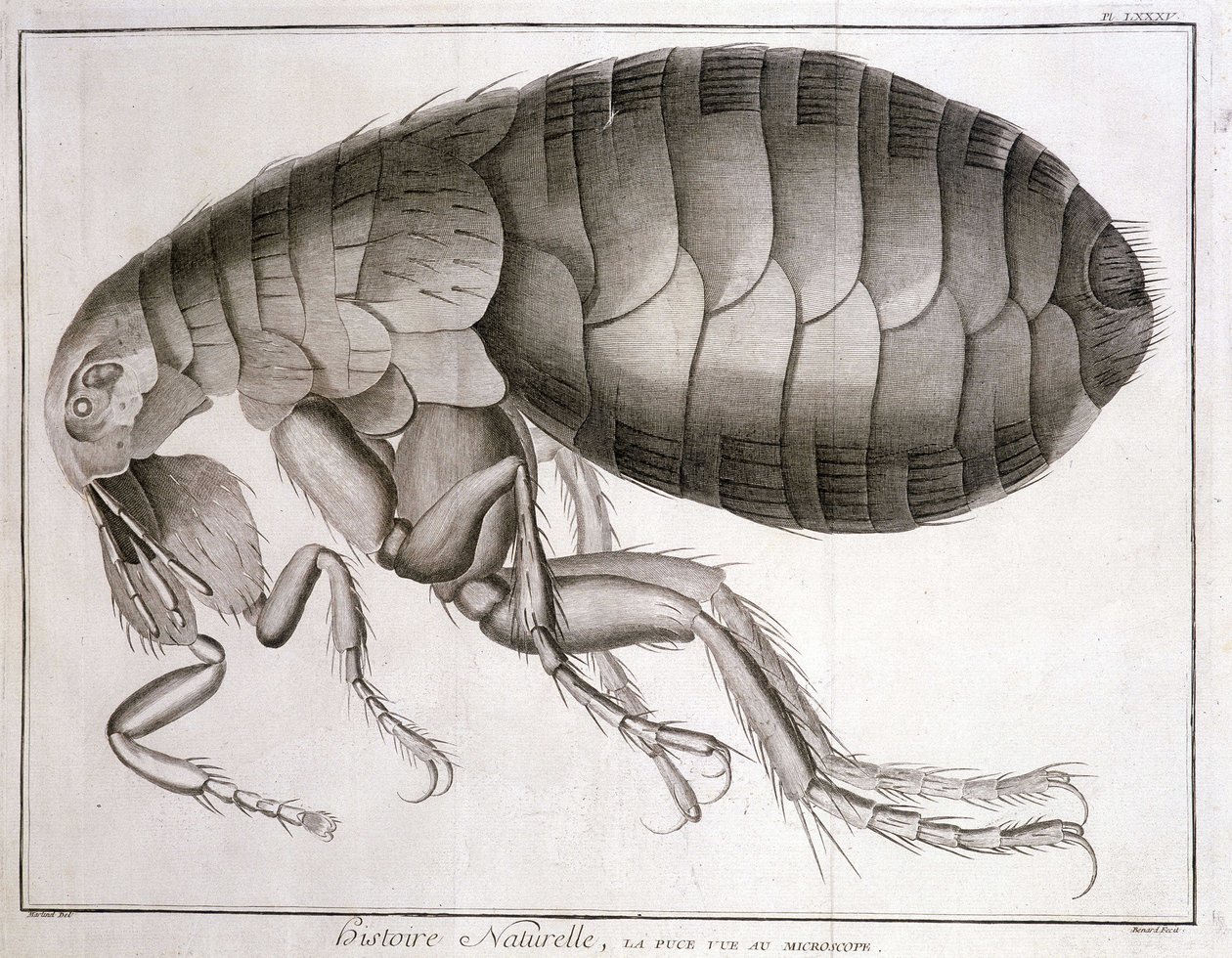 Mikroszkóp - az „Encyclopedia”-ban, Diderot et d