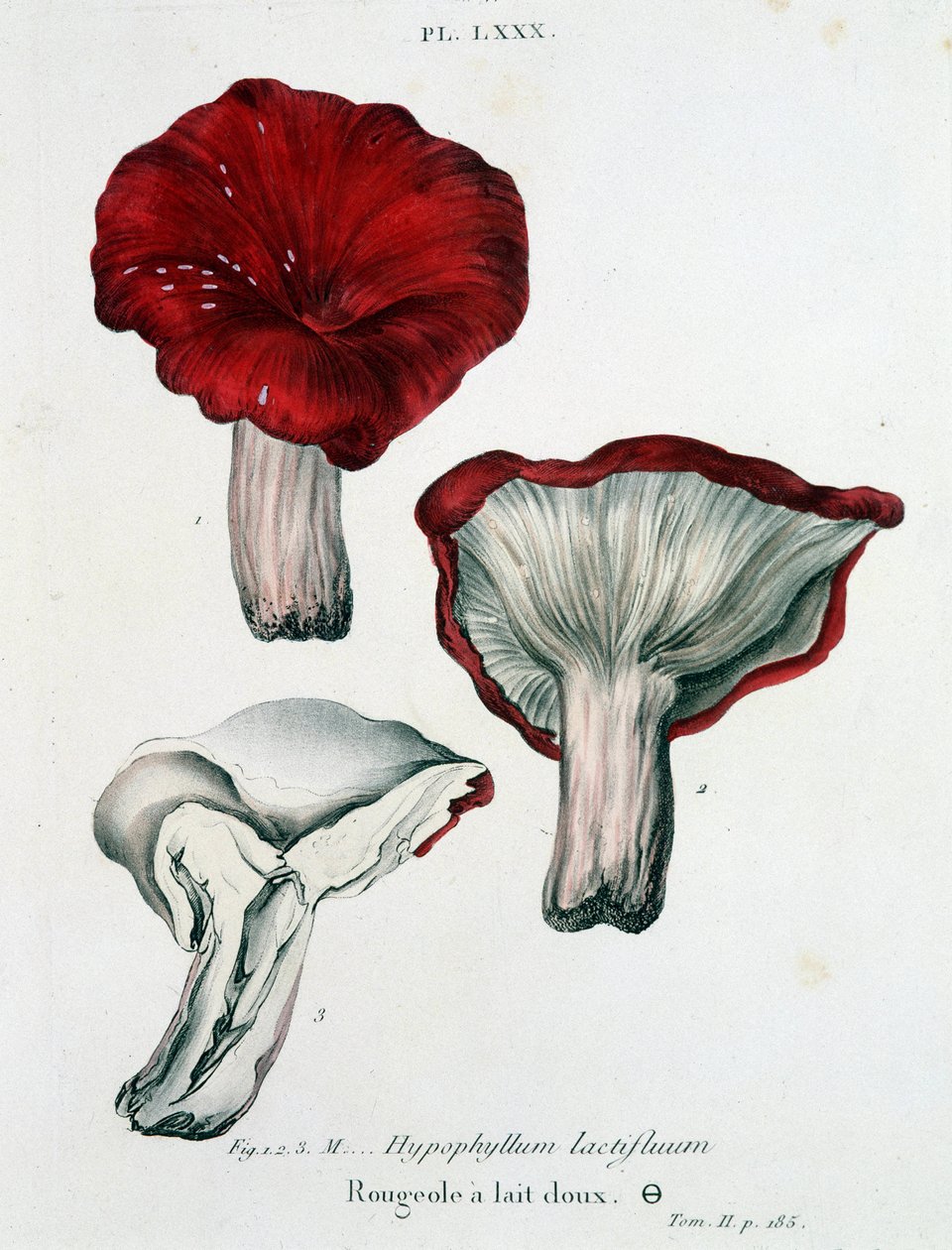 Tejkanyaró – Jean Jacques Paulet „Treatise des champignons” című könyvében, 18. század vége alkotó: French School