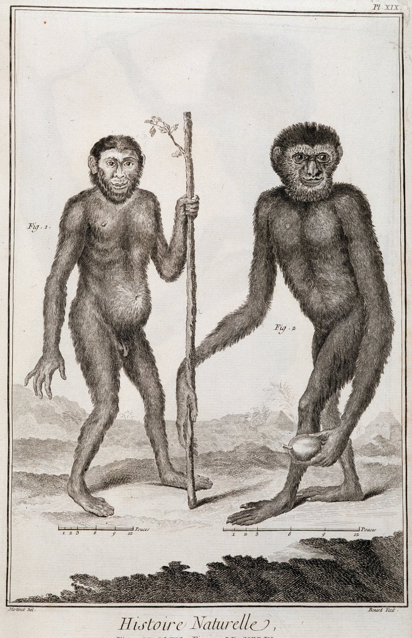 Jocko és Gibbon majmok alkotó: French School