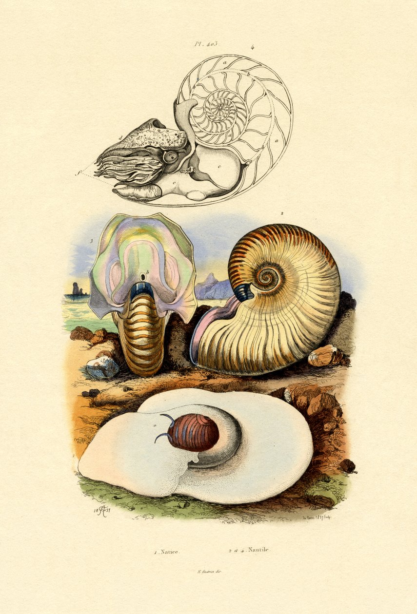 Holdcsiga, 1833-39 alkotó: French School