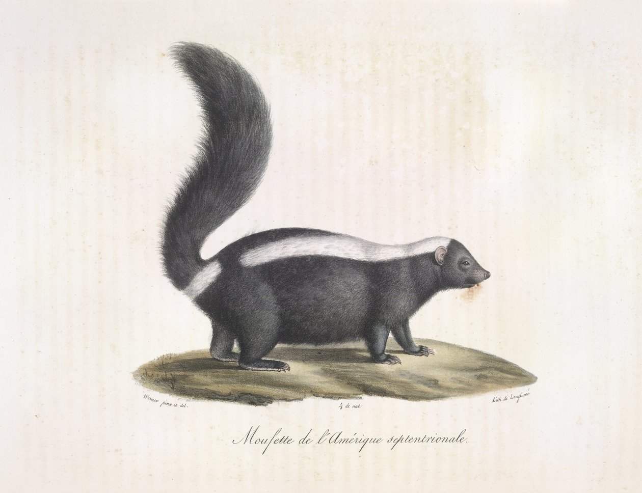 Bűzös borz. Skunk, az emlősök természetrajzából (színes litho) alkotó: French School