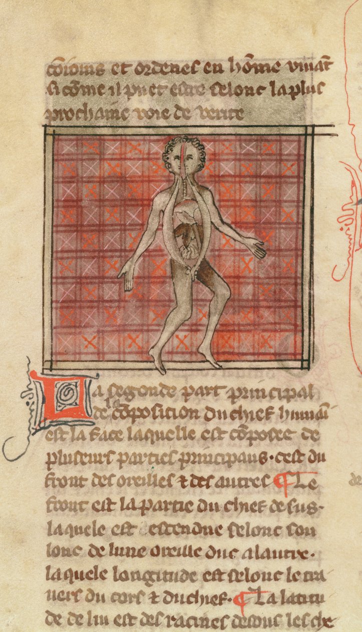 Ms 2030 fol.17 Anatómiai figura, a La Chirurgie de Maitre Henri de Mondeville-től alkotó: French School