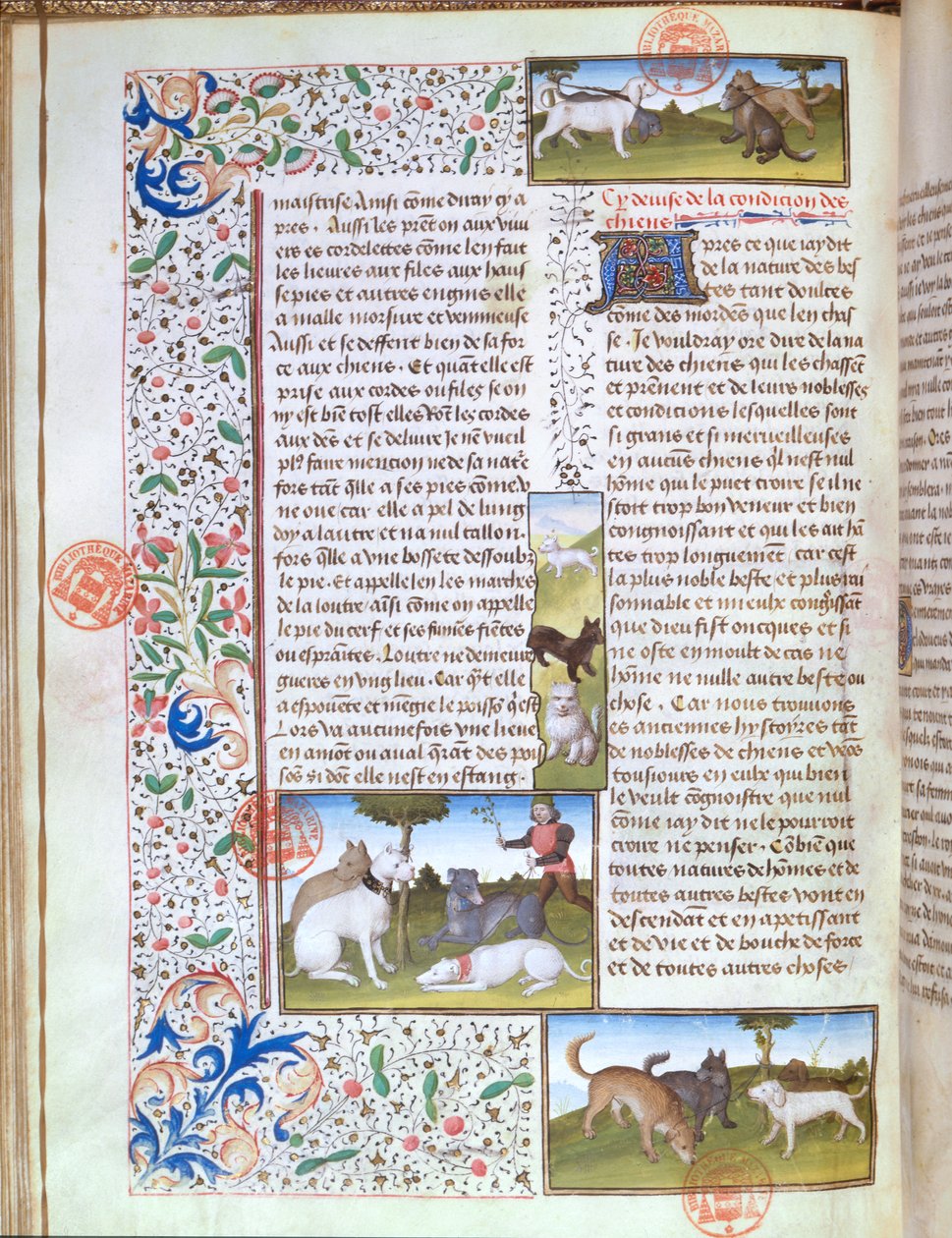 Ms 3717 vadászkutyák, a Livre de la Chasse-ból, Gaston Phebus de Foix (1331-91) (vellum) alkotó: French School
