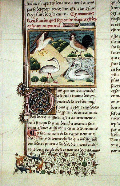 Ms 399 The Properties of Birds, Livre des Proprietes des Choses, Barthelemy l Anglais alkotó: French School