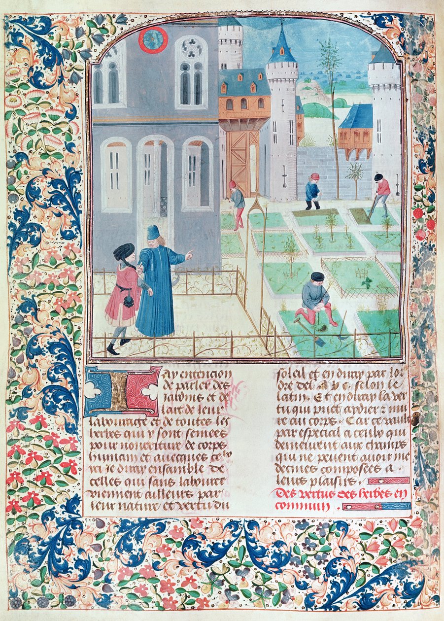 Ms 5064 f.151v The Garden, illusztráció a Le Livre des Prouffitz Champestresből, Pietro de Crescenzi (1230-132021) alkotó: French School